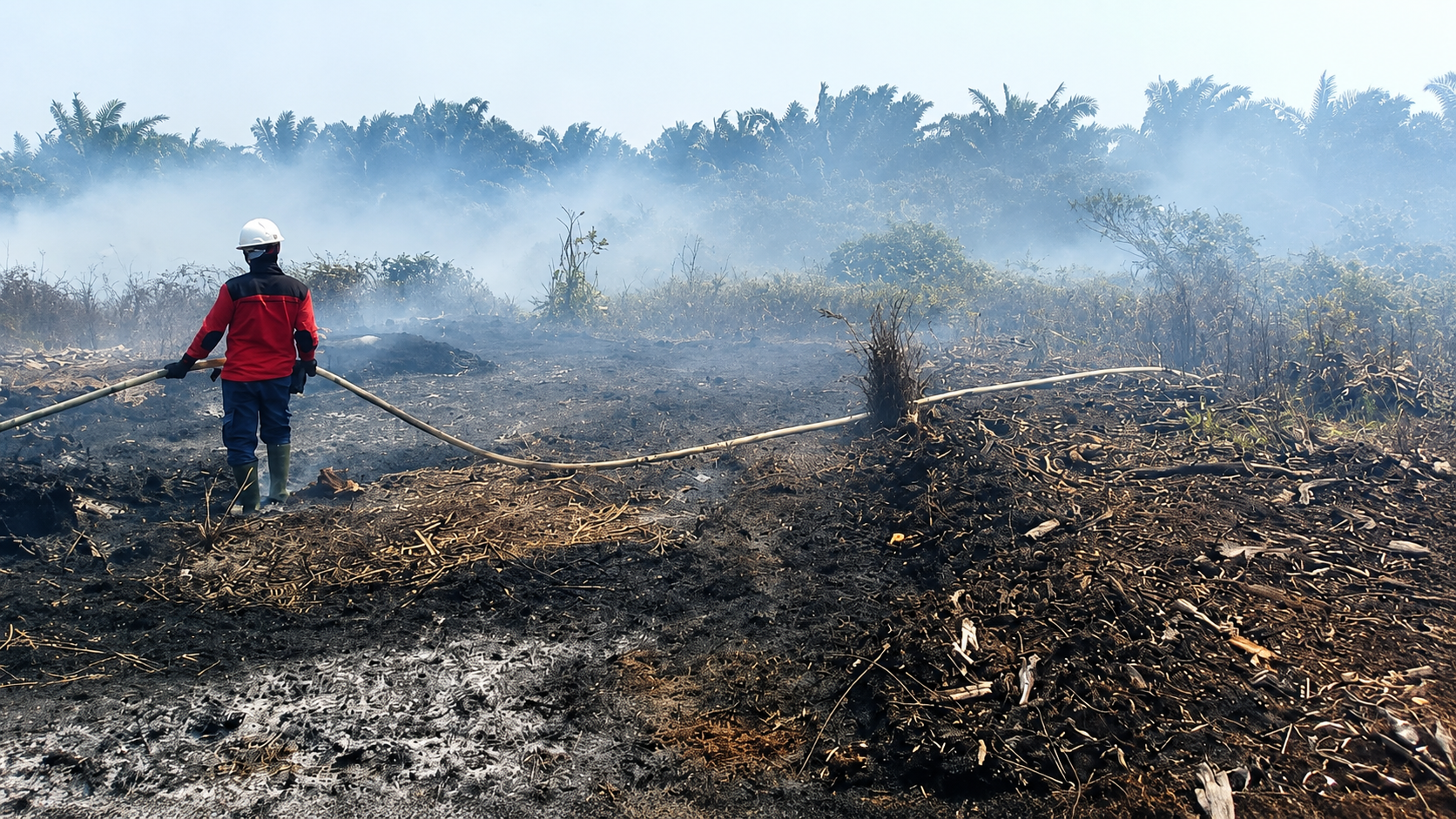 DPR Usul Pembakar Hutan Dihukum Mati, Karhutla Dinilai Bukan Lagi Kejahatan Biasa