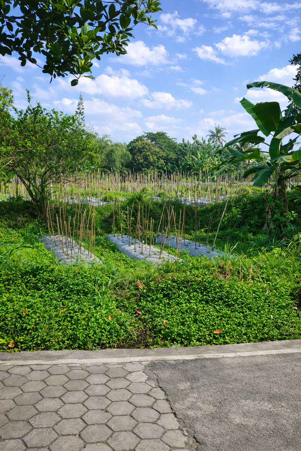 Tanah Luas di Jogja Utara Pakem Kaliurang Cocok Untuk Kebun Peternakan Villa